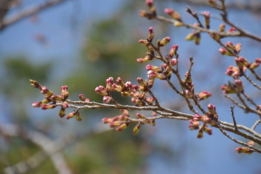三丁目三角公園の桜20200326