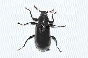 ��ꥴ�ߥॷ���ޥ�20260731