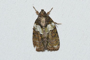 ���Υ���ȥ��ΰ��20250901