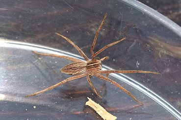 Pisaura mirabilis 201901216A