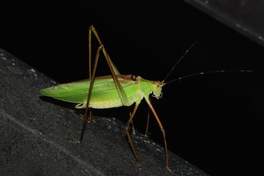 �ۥ����ӥĥ�ॷ20250629