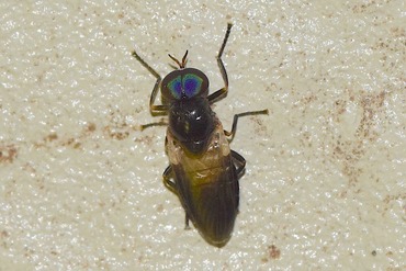 Allognosta flavimaculata20210602