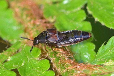ナカアカヒゲブトハネカクシ20210506
