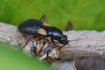 キバネアシブトマキバサシガメ20200501