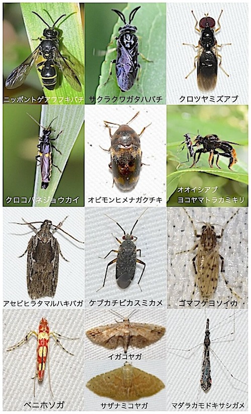 【蠅ノ王様】ズガドーンのようなハエの一種 標本 ベルゼバブ アブ スズメバチ 2024年の昆虫（自然誌257） : 山中比叡平の防災