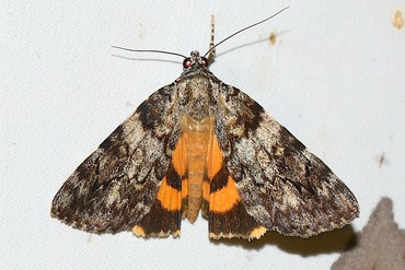 �ޥᥭ������20250824