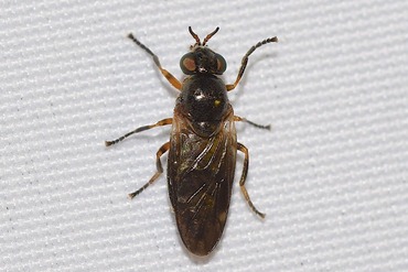 �ȥ��ʥ��ߥ����֤ΰ��20240427