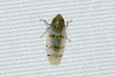 �ߥ����ȥ���襳�Х�20250821