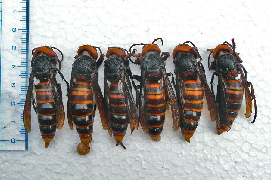 風物詩（36）スズメバチトラップの更新 : 山中比叡平の防災