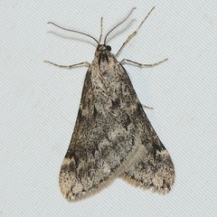 �����Хͥե楷�㥯20260119c