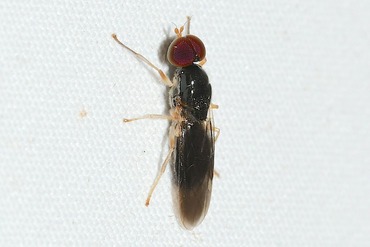 Evaza japonica20240707