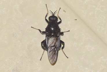 �ϥ�ӥ��ߥ�����20210601