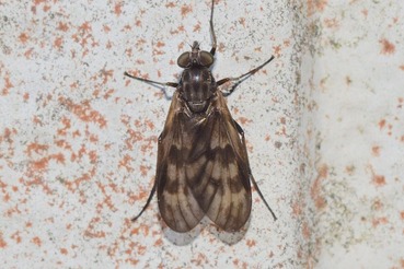 シギアブRhagio miyonis?20230512