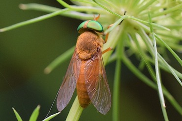 ���󥤥�����20230714