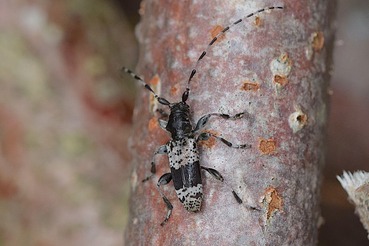 ヒトオビアラゲカミキリ20200518