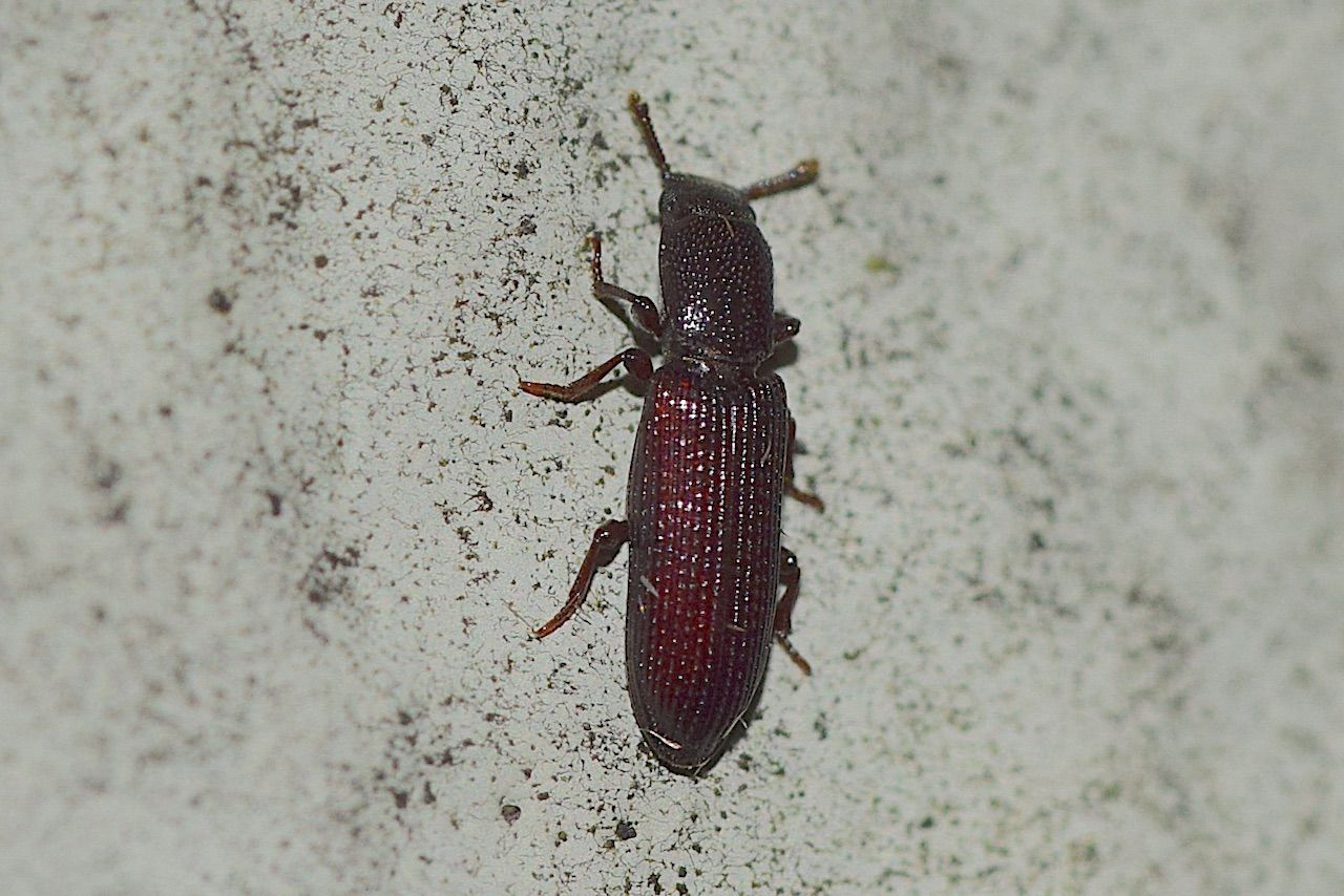 自然誌（168）タマムシの乱舞 : 山中比叡平の防災