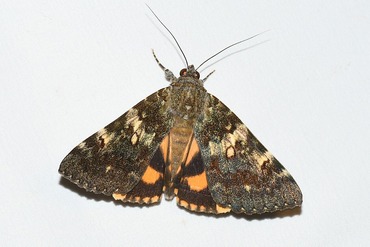 ����������������20250720