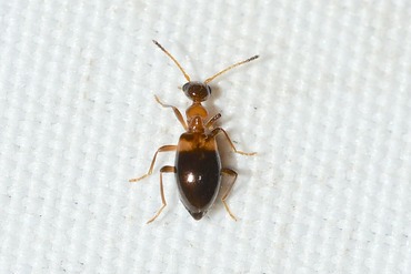 �ߥĥҥ������ɥ�20250909