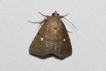 �ҥ᥷���ƥ󥳥䥬20250909