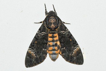 ��󥬥�������20250919