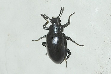 ���ĥ�ҥᥭ�ޥ���ɥ�20250627