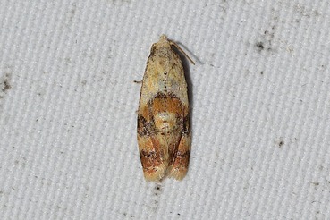 �եȥϥ����ۥ��ϥޥ�20210622