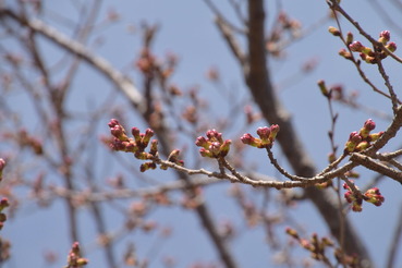 我が家の桜B20200326