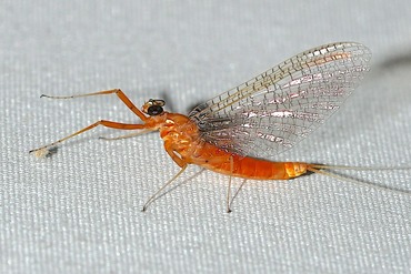 �����Υҥ饿��������20250911