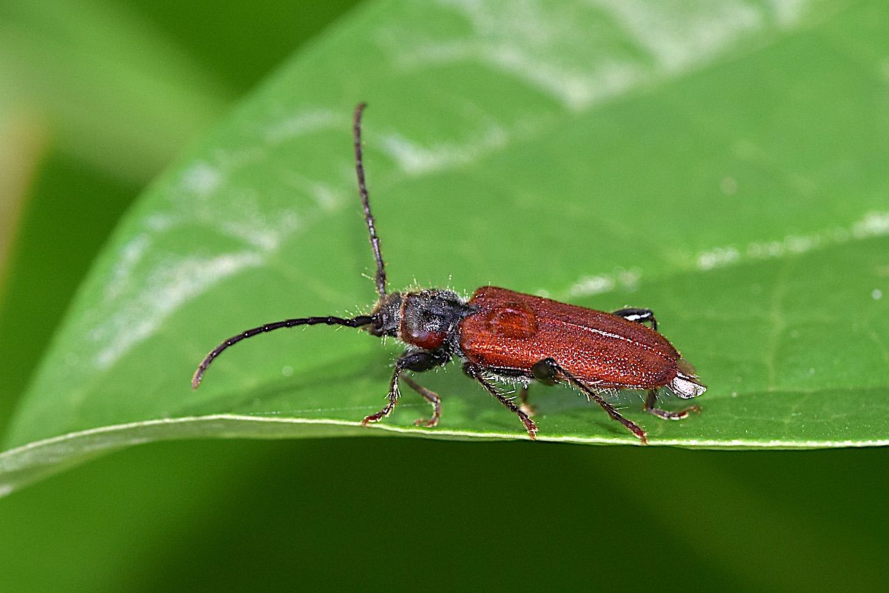 自然誌 １６１ 最近見た虫 山中比叡平の防災
