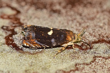 �����ĥޥ������ҥ�ϥޥ�a20210704