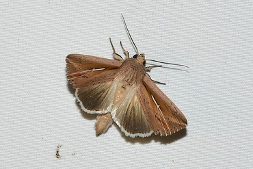 ���饮�󥭥�ȥ�20250903