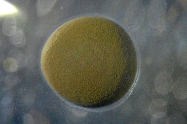 卵3−20200202