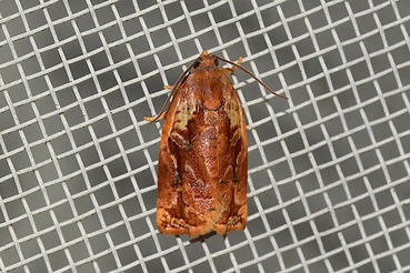 ̤Ʊ��ϥޥ���20210615