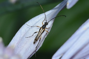 �ۥ��ϥʥ��ߥ���20250629