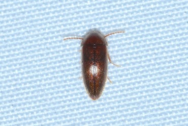 �����᥺�������ʥ��������ॷ20250713a