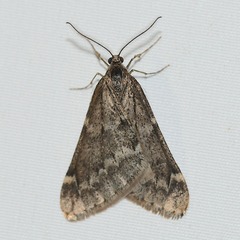 �����Хͥե楷�㥯20260119a