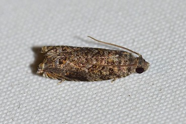 ��ȥ��ҥ�ϥޥ�a20210705