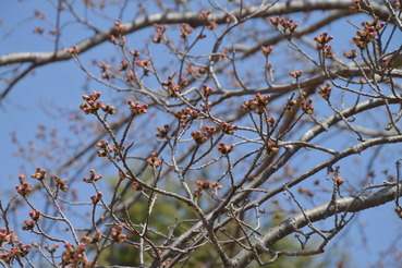 三丁目中央公園の桜A20200326