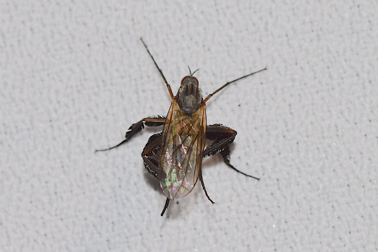 自然誌 １６１ 最近見た虫 山中比叡平の防災