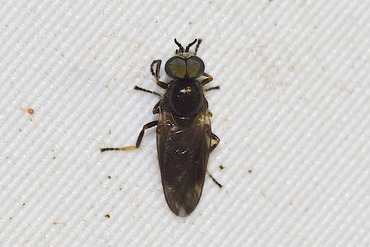 Allognosta flavofemoralis20220421