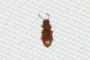 �ۥ��ҥ饿�ॷ�ΰ��20260606