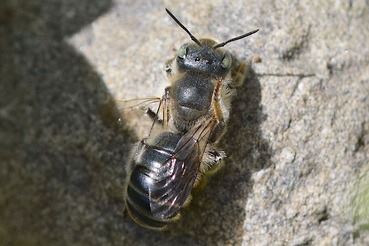 マイマイツツハナバチ♂20230401