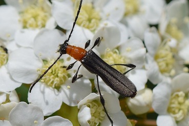 クビアカモモブトホソカミキリ20230428
