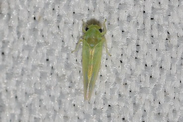 ウメシロヒメヨコバイ20200814