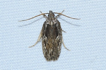 �����ӥҥ饿�ޥ�ϥ��Х�20250701