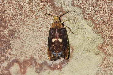 �����ĥޥ������ҥ�ϥޥ�20210704