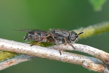 �ߥɥ��ߥ�����20250429