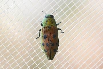 �ޥ��������ۥ����ޥॷ20260612