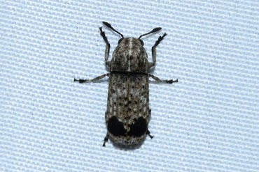 �ե����ĥĥҥ��ʥ������ॷ20250701