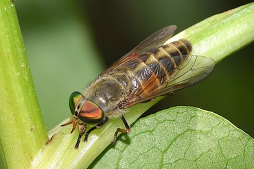 �ҥᥭ��������20180701